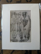 Anatomy print reproduction - print,