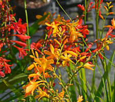 10x Crocosmia Small Flowering MIX Summer Bulbs Garden Perennial Montbretia Corms