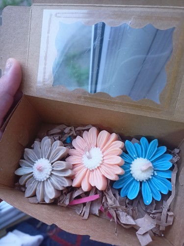 Box daisy flower - flower, soya