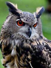 Owl Close Up Horned Orange Eyes Bird Prey Photo Art Print Poster Picture Bmp986B