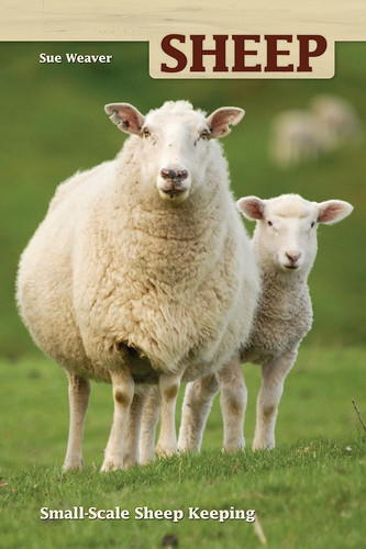 Sheep small scale - sheep:,