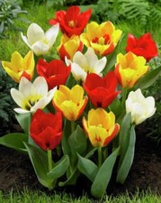 20 x Specie Tulips Bulbs Mixed