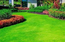 🥇360,000 Emerald Zoysia
