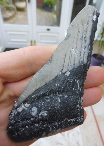 Megalodon tooth 59 inches - megalodon,