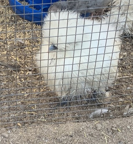 Silkie chicken fertile - chicken,