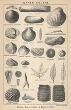 BRITISH FOSSILS. Upper Eocene. Barton, Bracklesham & Bagshot Beds. STANFORD 1907