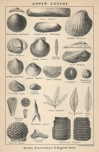 British fossils upper - british, fossils.