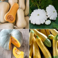 Squash Seeds - Huge Selection