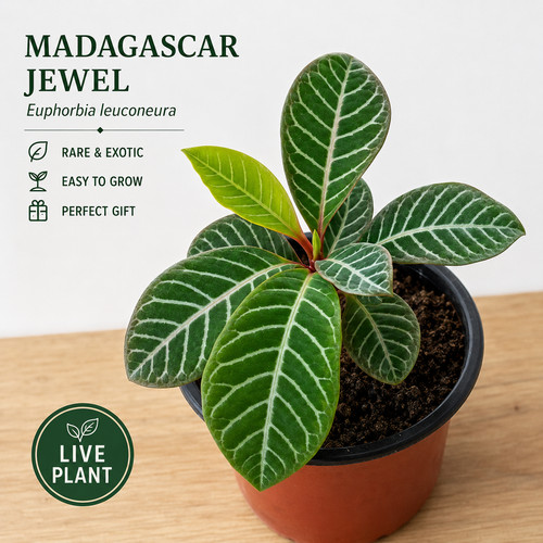 Madagascar jewel euphorbia - jewel, (euphorbia