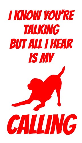 Labrador/dog/puppy/animal/pet