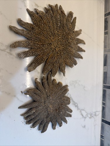 Lot two dried sunflower - lot,