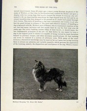 Original Old Antique Print Shetland Sheepdog Dog Rough Coated Working Collie