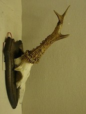 Black Forest Roe Deer Skull