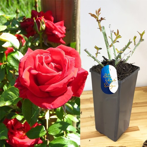 Fragrant climbing rose - fragrant,