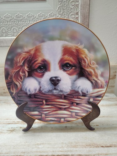 Cavalier king charles - king, spaniel