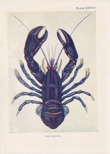 1907 BLUE LOBSTER Print - Antique - Sea Life Wall Art - Ocean - 6.15 x 4.25 Inch