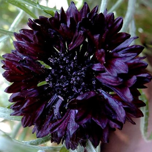 Cornflower black ball seeds - seeds,