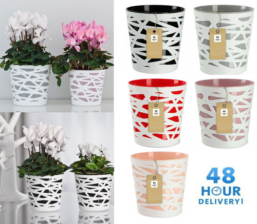 Plant pot planter flowerpot - plant,