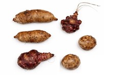 6 MIXED JERUSALEM ARTICHOKE
