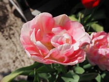 1 10 20 50 100 Angelique