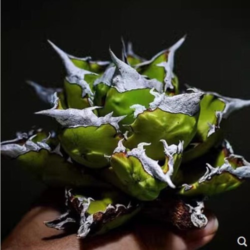 5cm agave white fire - white, cactus