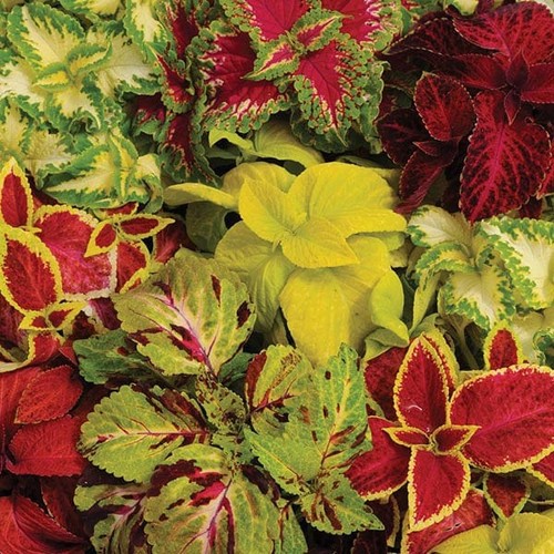 Coleus wizard mixed - mixed, basket