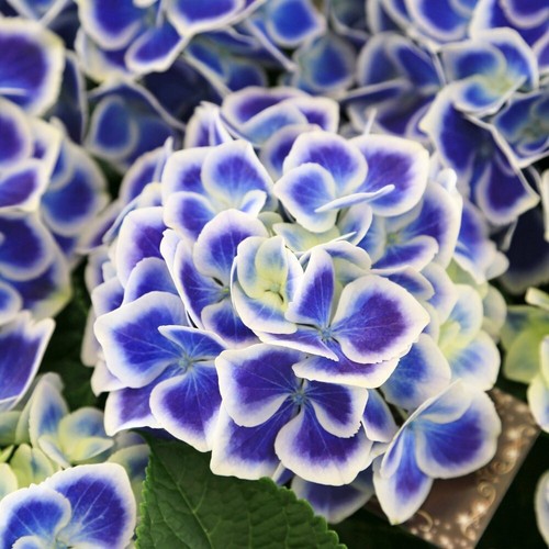 Hydrangea bicolor bavaria - hydrangea,