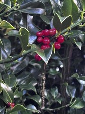 5x Holly bush plant UK Native (Ilex aquifolium) from Lake District 6-12 “ 