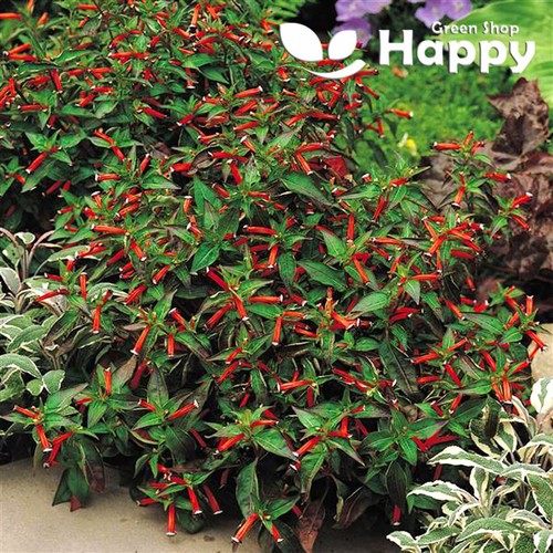 Dwarf cigar plant - plant,