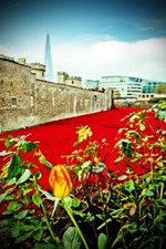 Tower of London Poppy Poppies Blood Swept Lands And Seas Of Red England Picture