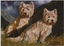 West Highland Westie Terrier