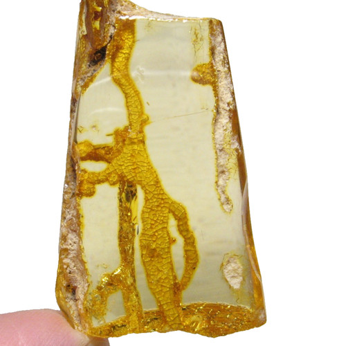 Miocene colombia amber - miocene, fossil