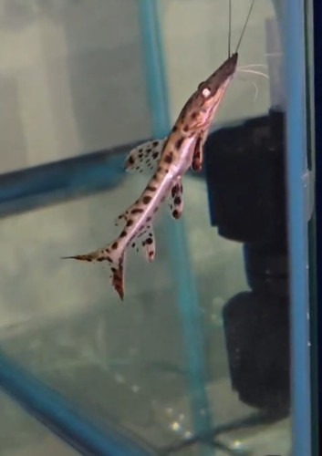 Tiger shovelnose catfish - tiger,