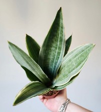 Sansevieria Metallica Pot9 Cm