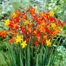 50 SEEDS Crocosmia Montbretia