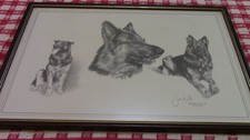 Framed German shepherd Dog Print by Joel Kirk – 50cm x 35cm – Signed Animal Art