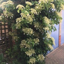 Climbing White Hydrangea