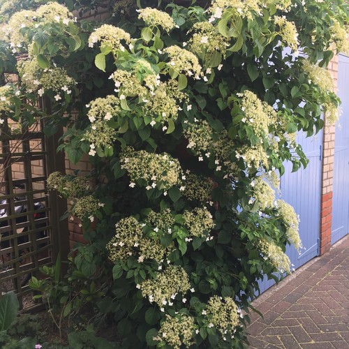 Climbing white hydrangea - climbing,