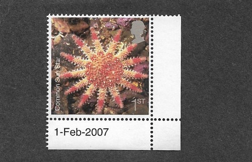 Starfish marine life great - starfish,