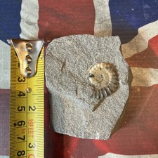 Jurassic Ammonite Display