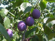 Fruits plums 25 black - 6, fruits-