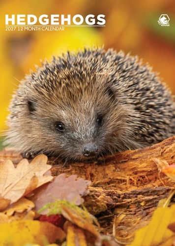 Hedgehogs calendar 2027 - calendar,