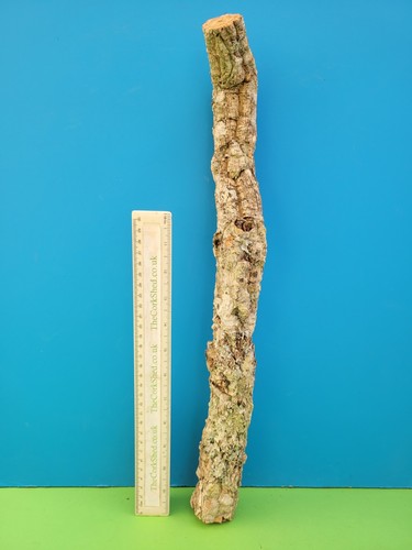 Cork bark branch 48cm snake - branch,