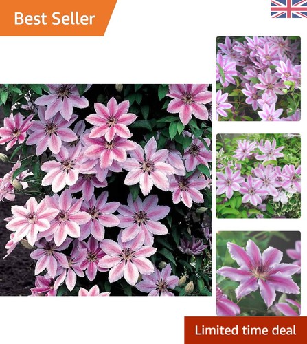 Attractive clematis nelly - attractive,