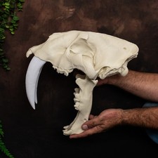 Sabertooth Cat Skull –Life