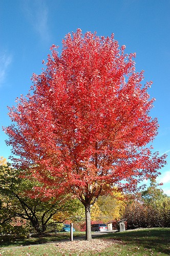 Acer freemanii autumn - acer, ‘autumn