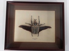 Framed Goliath beetle (09)GA