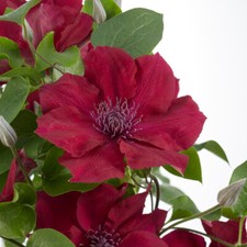 T&M Compact Clematis Nubia