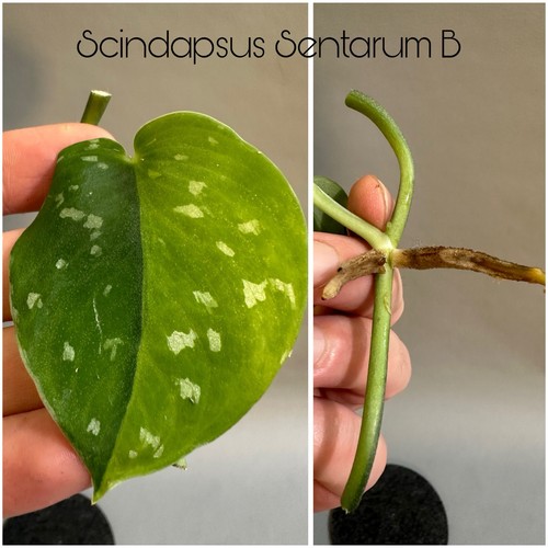 Scindapsus sentarum half - half, moon