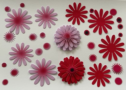 Tattered lace swift - swift, gerbera